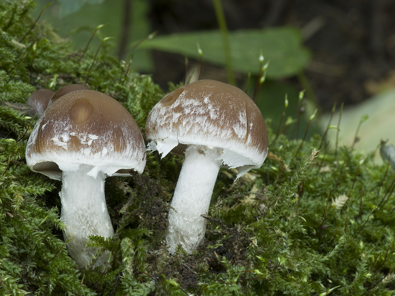 Psathyrella spintrigeroides